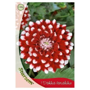 Bulb Dahlia duet