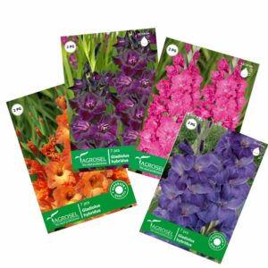 Bulbi glabiole, begonia, crin